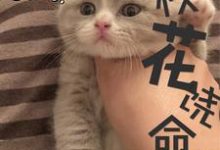 在线寻找校花饶命小说的无删减版本-贝壳文学